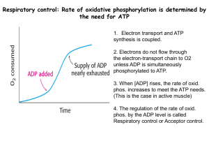 The Respiratory Chain and ATP Synthase