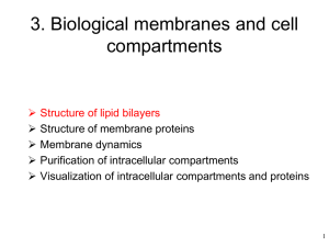3. Biological membranes and cell compartments