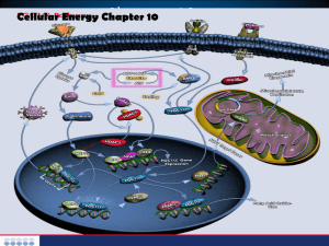 Chapter 10 Energy In a Cell