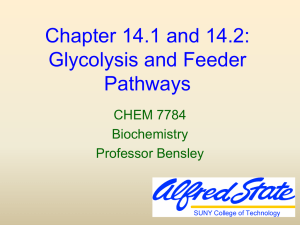 Glucose Utilization and Biosynthesis