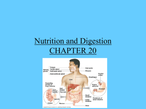 digestive_systems