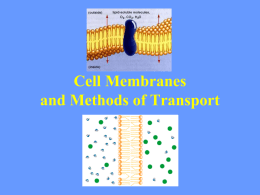 Diffusion and Osmosis Worksheet