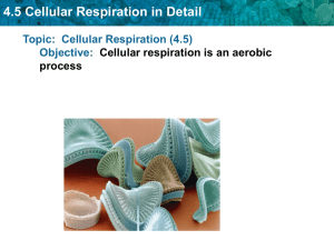 4.5 Cellular Respiration in Detail