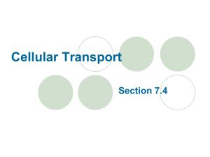 Section 7.4- Cellular Transport