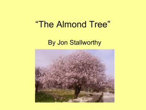 The Almond Tree