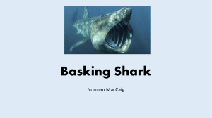 Basking Shark - WordPress.com