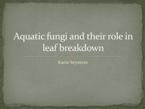 Aquatic Fungi & Leaf Breakdown