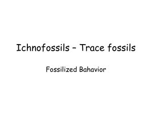 Ichnofossils – Trace fossils