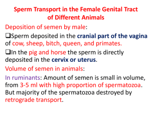 Sperm transport and Fertilization