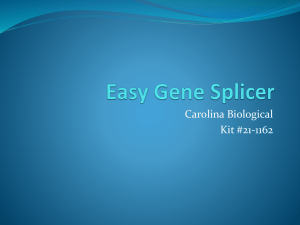 Easy Gene Splicer