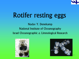 Rotifers resting eggs