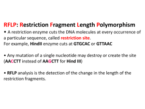 RFLP: Restriction Fragment Length Polymorphism • A restriction