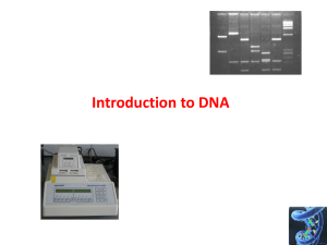 (PCR) and Gel Electrophoresis Powerpoint