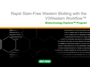 Rapid Stain-Free Western Blotting with the V3 Western - Bio-Rad