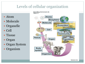 Eukaryotic Cells Note Outline
