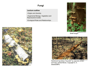 Fungi Lecture outline