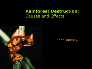 Rainforest Destruction: Causes and Effects