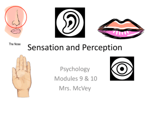 Sensation and Perception - Mrs. McVey Social Studies