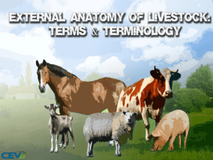 Directioal and External Anatomy of Livestock