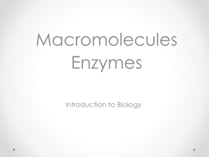 Macromolecules and Enzymes