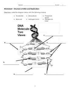 Worksheet – Structure of DNA and Replication