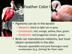Feather Color I