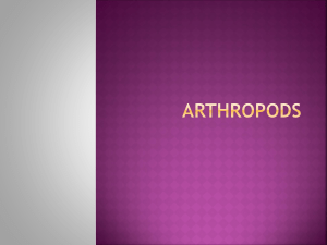 AArthropod