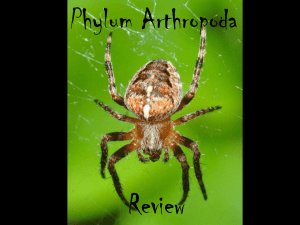 Phylum Arthropoda Review PPT