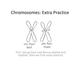 Worksheets Number Of Chromosomes Worksheet chromosomes worksheet extra practice