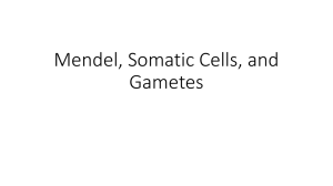 Mendel, Somatic Cells, and Gametes
