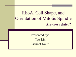 RhoA, Cell Shape, and Orientation of Mitotic Spindle