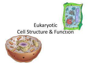 cell_function14