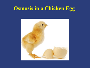 Osmosis in a Chicken Egg