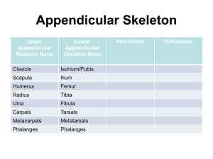 Upper Appendicular Skeleton a