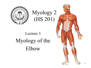 Muscles of the Elbow
