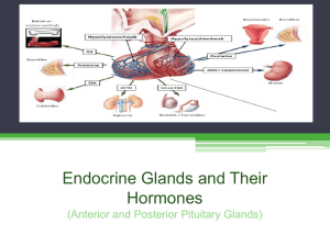 Endocrine Glands and Their Hormones