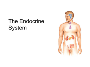 Endocrine Note Cards