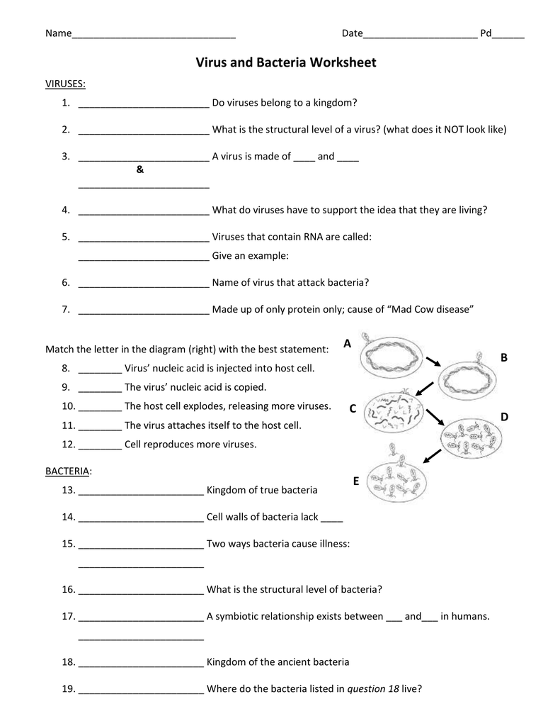 Virus and Bacteria worksheet