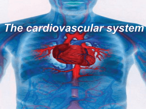 Function of the cardiovascular system