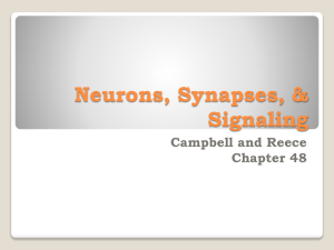Neurons, Synapses, & Signaling