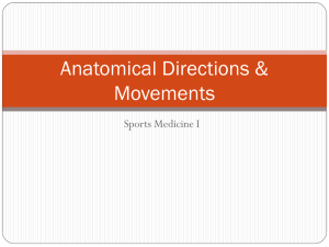 Anatomical Directions and Movements