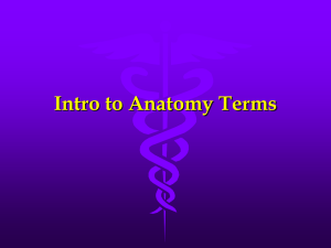 Intro to Anatomy Terms