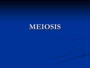 and Meiosis II