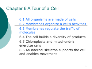 Chapter 6 A Tour of a Cell
