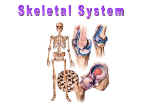 The Skeletal System - HRSBSTAFF Home Page