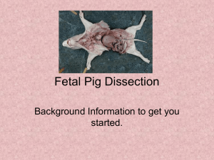 Intro Fetal Pig Diss..