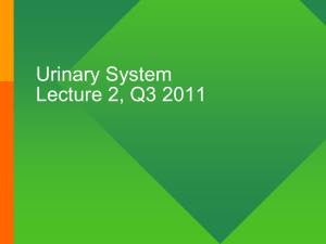Urinary System Lecture #2