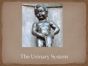 6 Functions of Urinary System