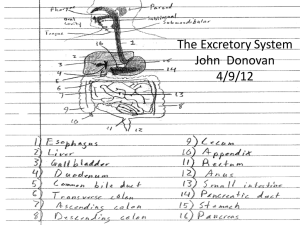 The Excretory System - Local.brookings.k12.sd.us