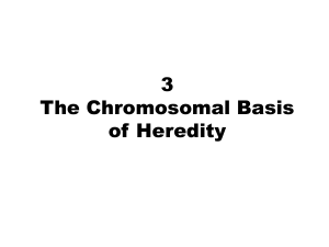 3 The Chromosomal Basis of Heredity